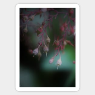 Coral Bells Sticker